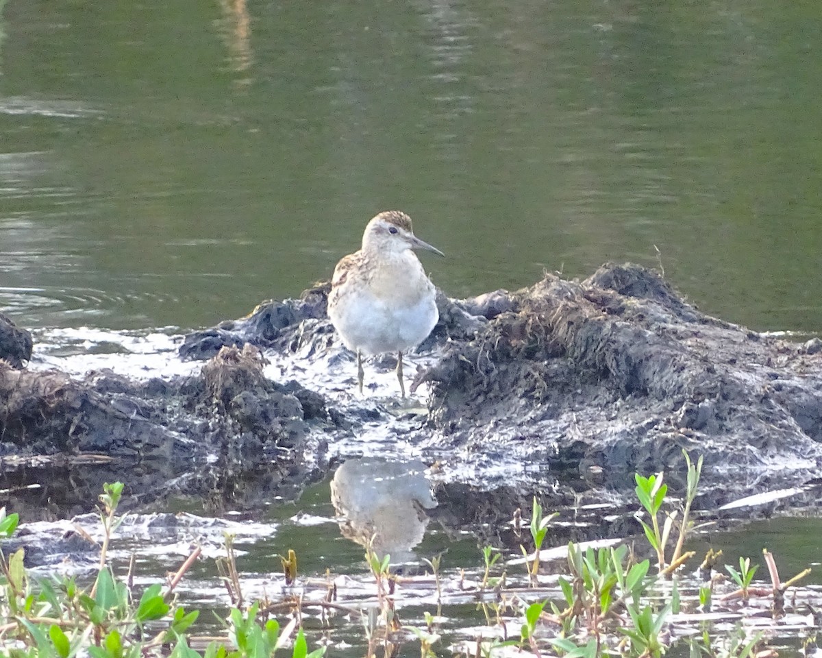 Sharp-tailed Sandpiper - ML646891056