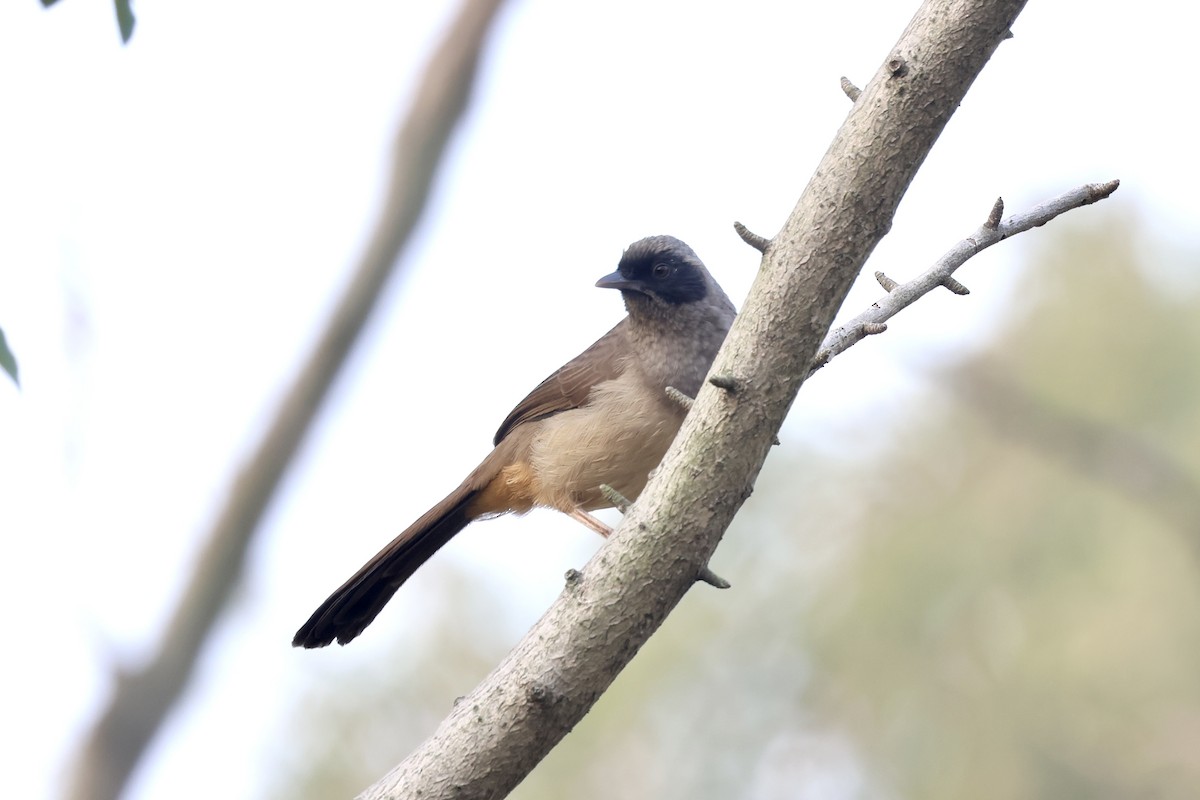 Maskeli Gevezeardıç - ML646891057