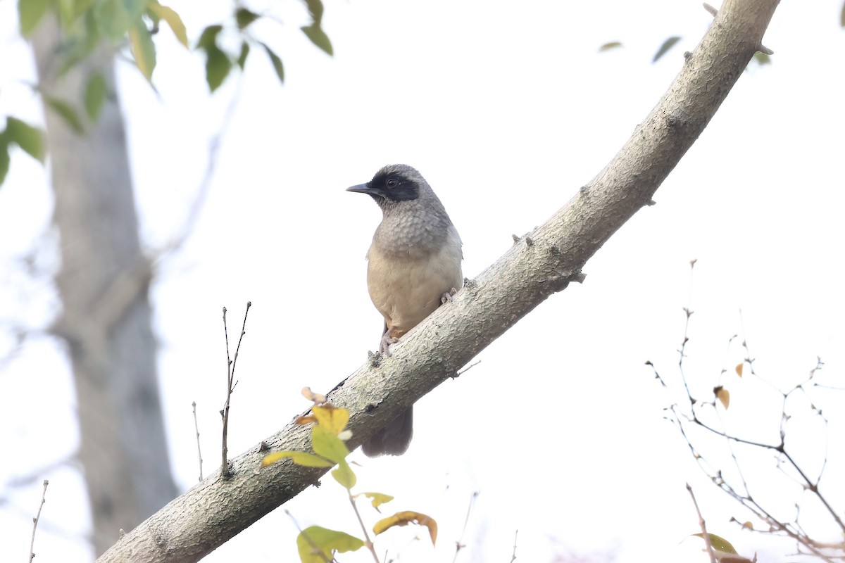 Maskeli Gevezeardıç - ML646891058