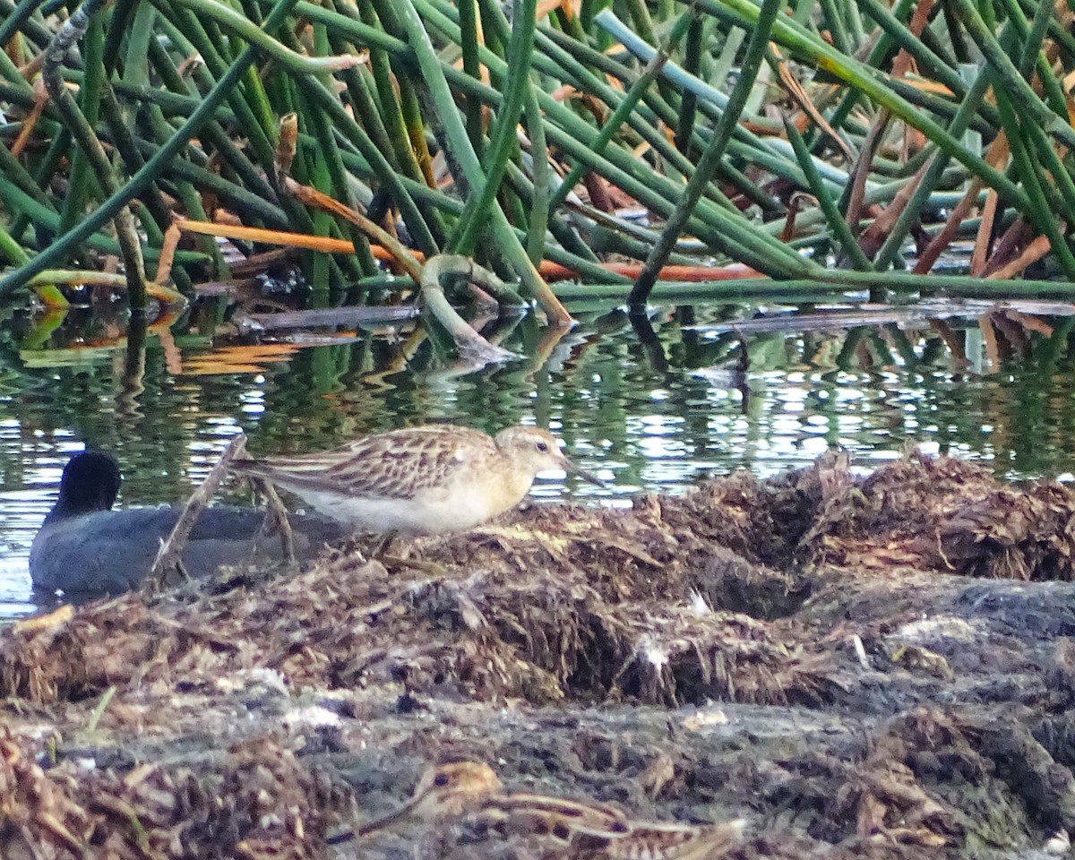 Sharp-tailed Sandpiper - ML646891059