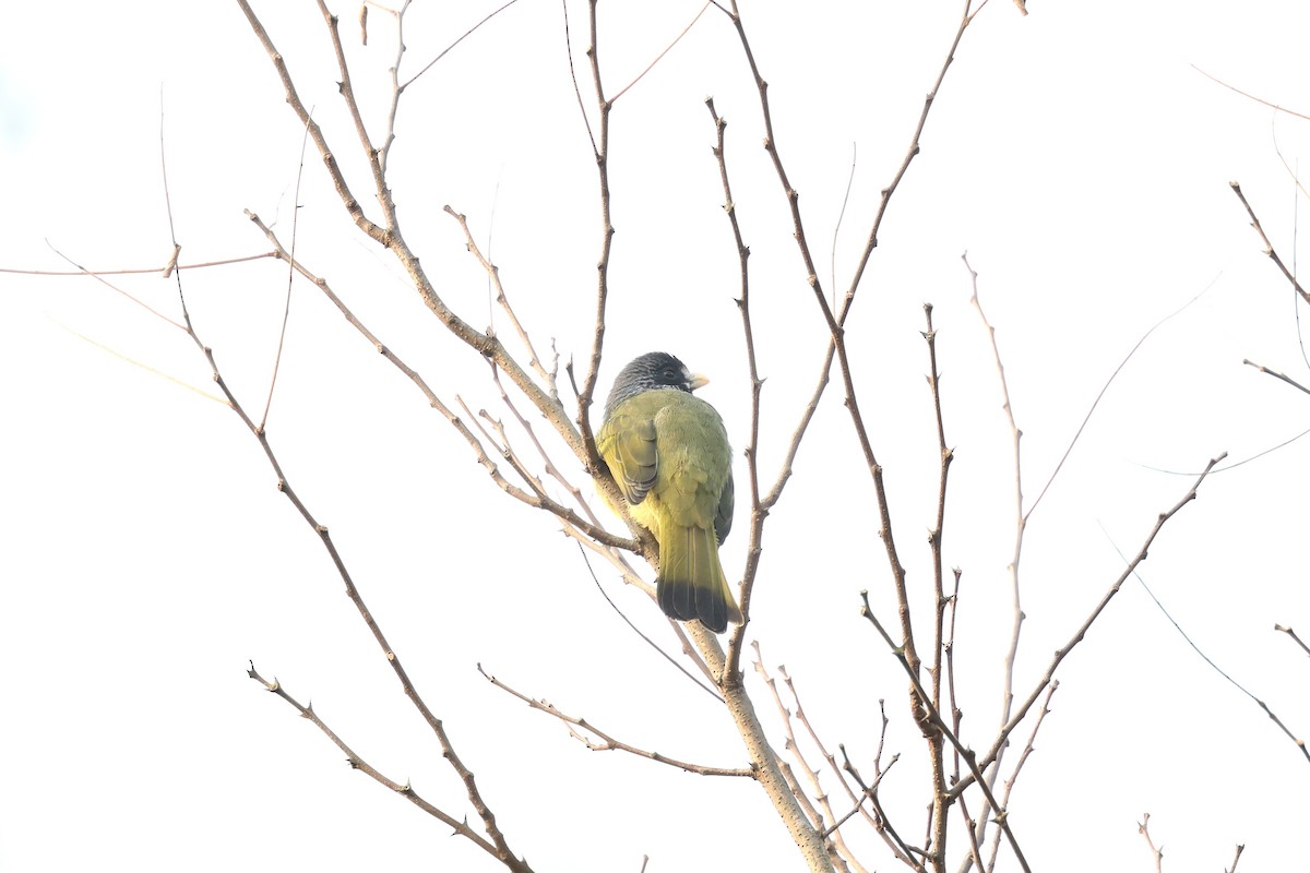 Yakalı Tohumbülbülü - ML646891061