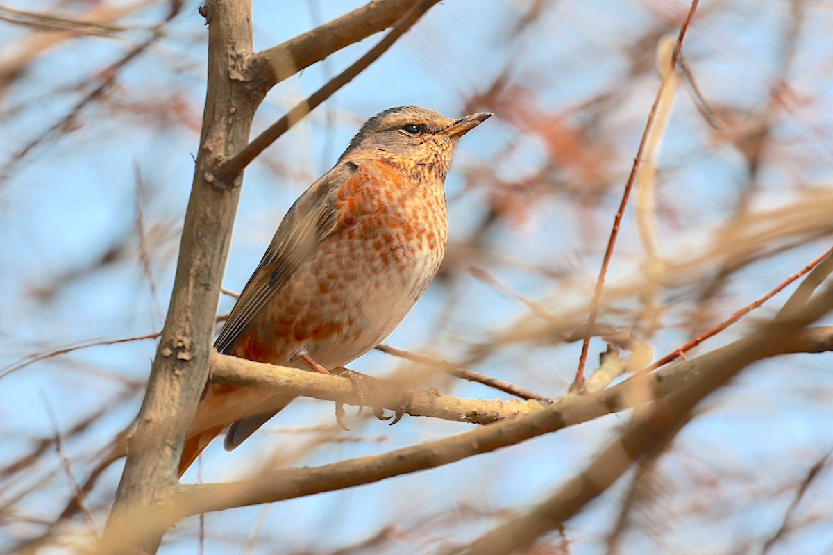 Naumann's Thrush - ML646891063