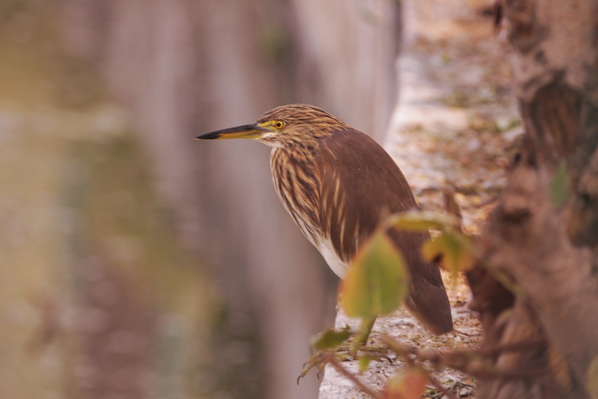 Индийская прудовая цапля - ML646891066