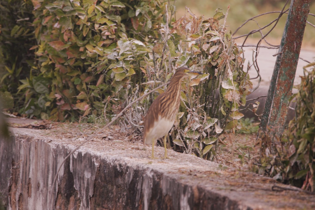 Индийская прудовая цапля - ML646891067