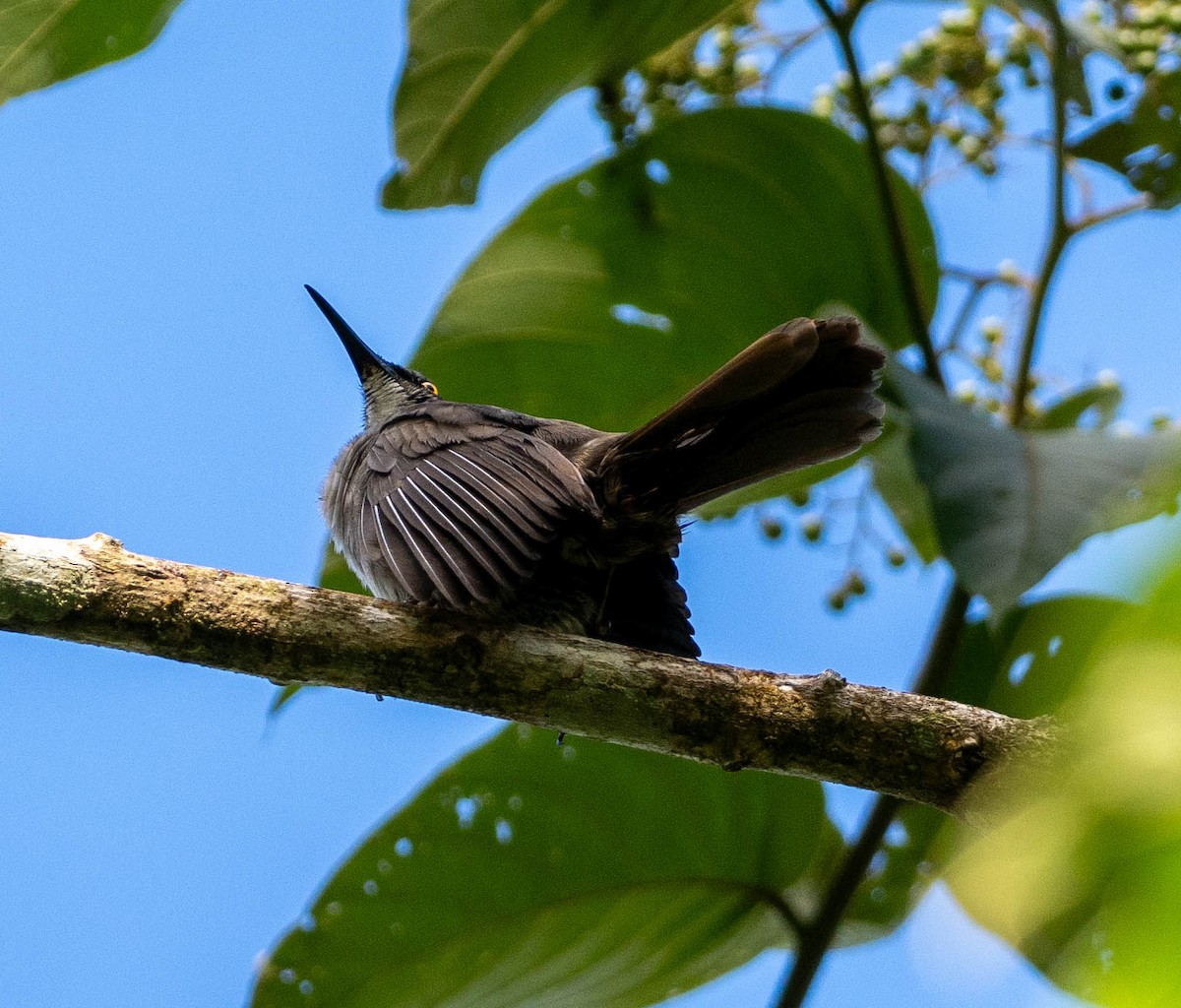 Grauzitterdrossel - ML646891068