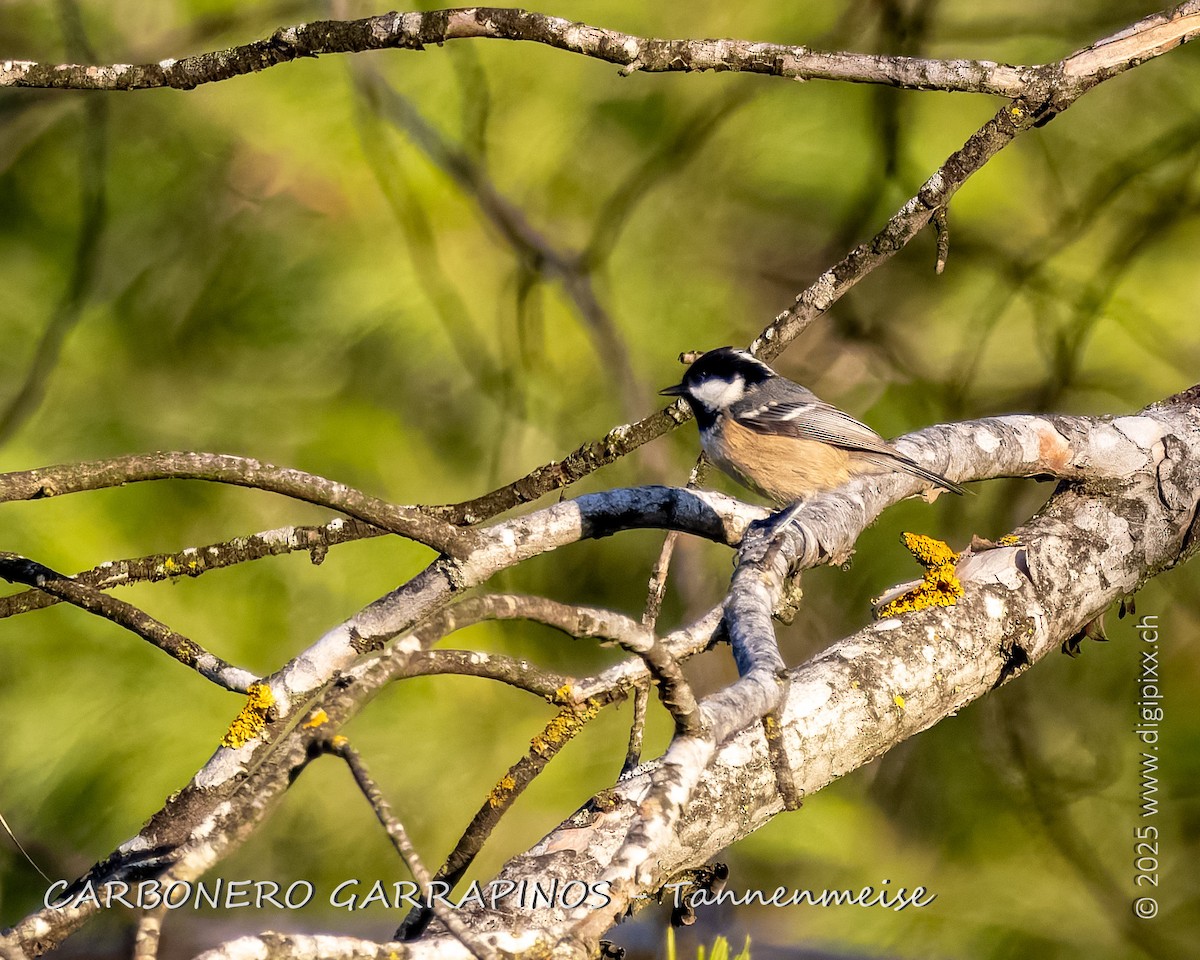 sýkora uhelníček - ML646891069