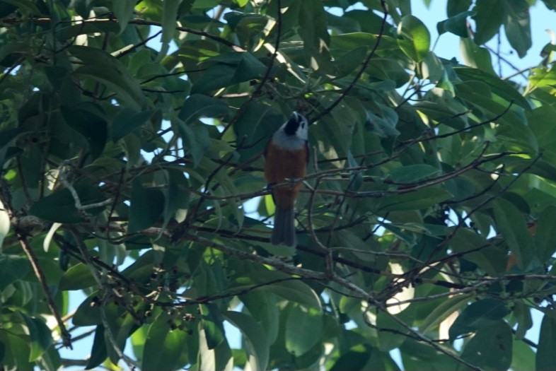 Monarca Carinegro - ML646891071