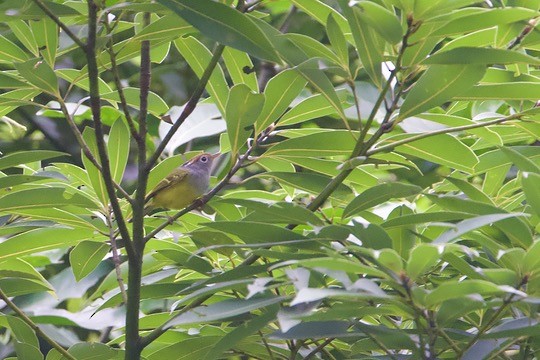 Chestnut-crowned Warbler - ML646891072