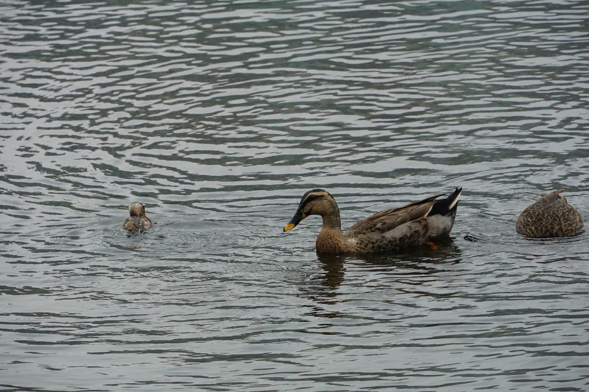 Eastern Spot-billed Duck - ML646891073
