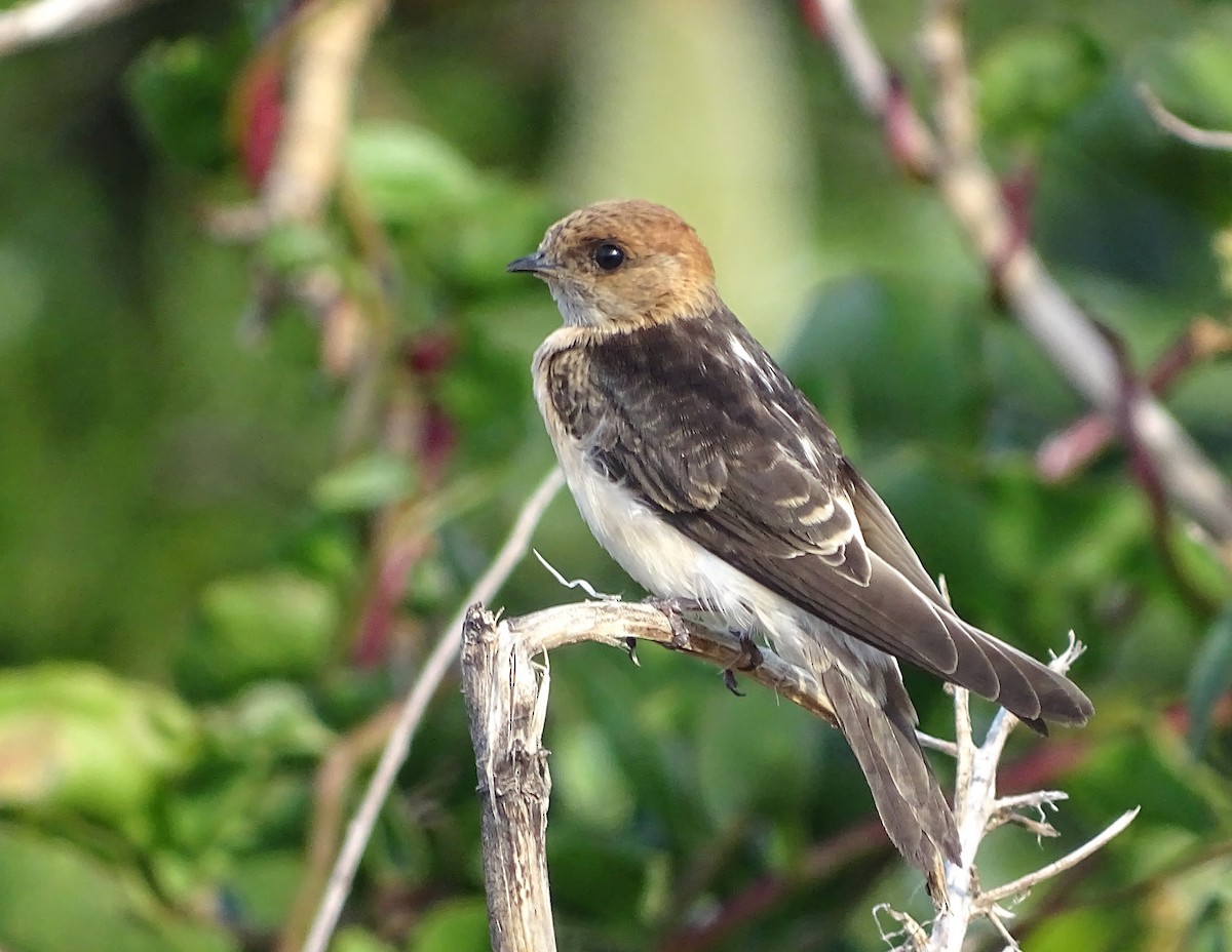 Fairy Martin - ML646891074