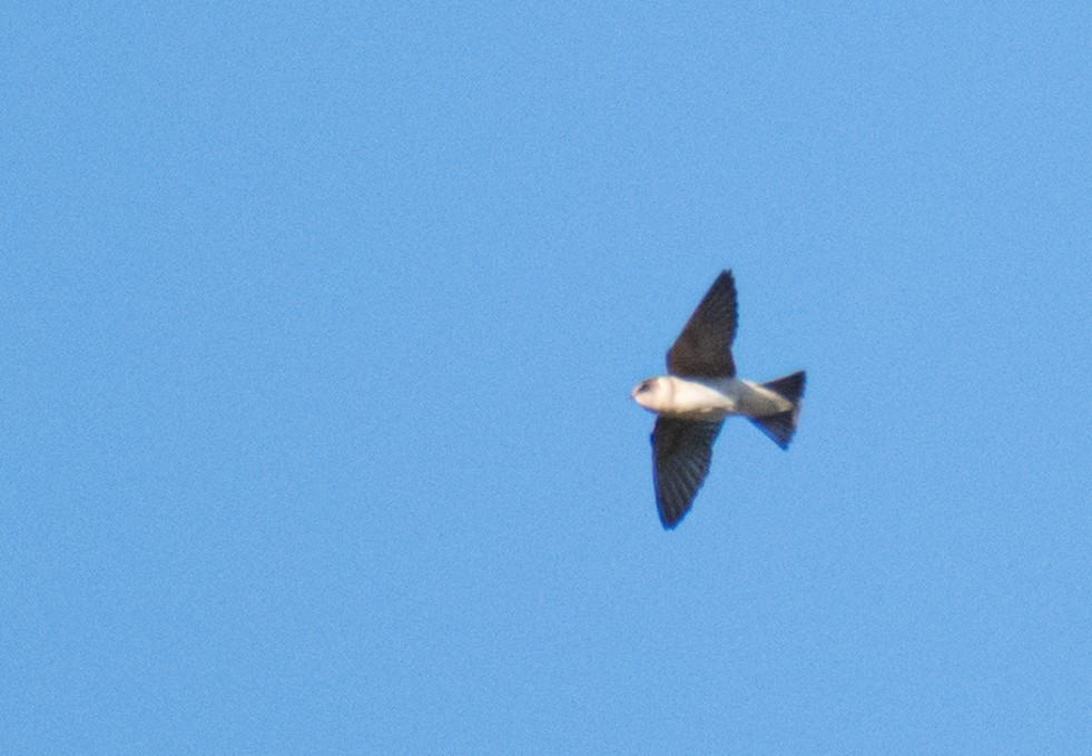 Avustralya Ağaç Kırlangıcı - ML646891076