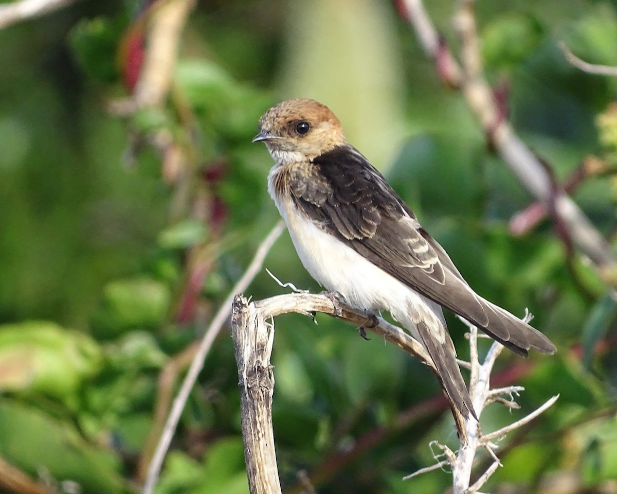 Fairy Martin - ML646891078