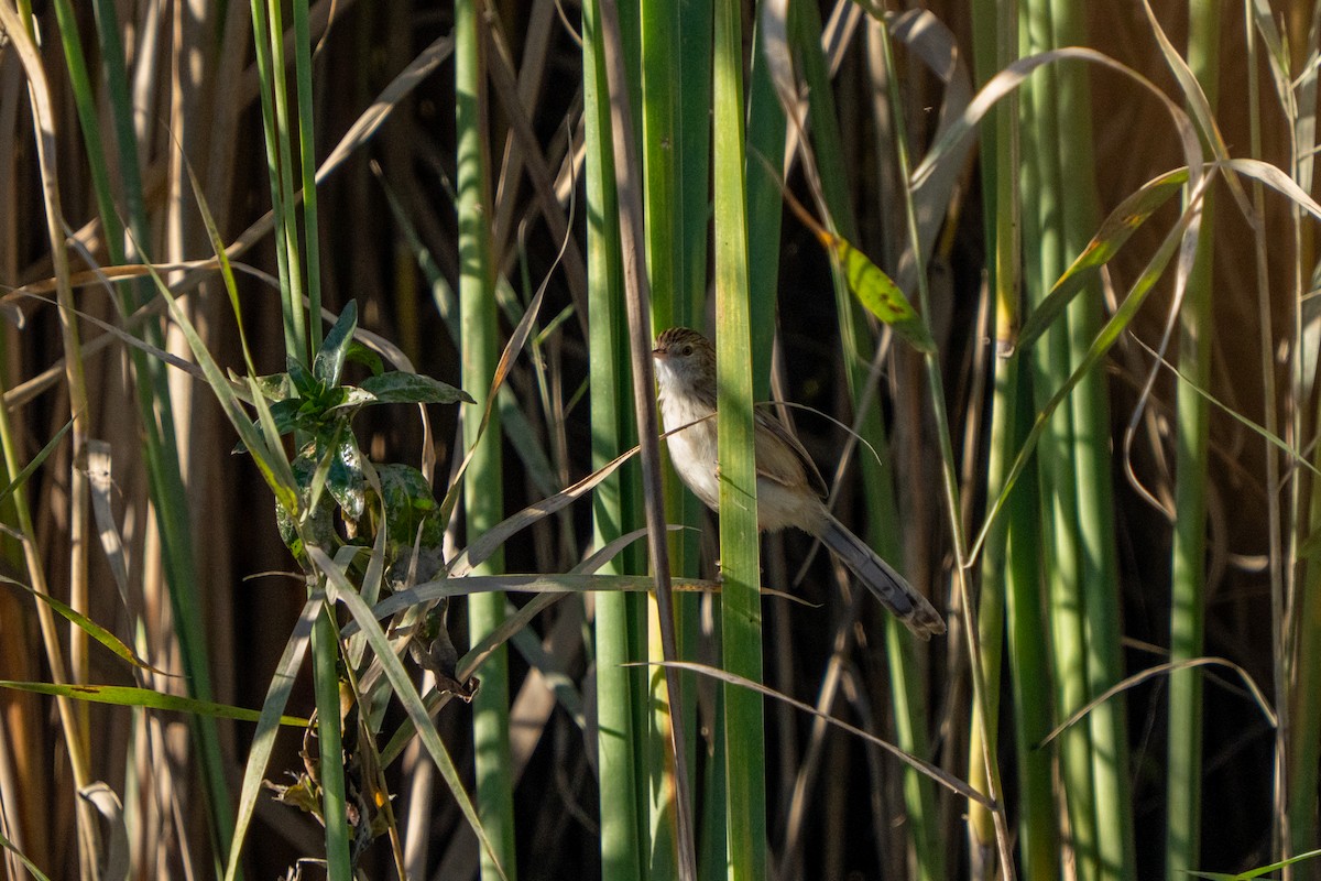 yndeprinia - ML646891079