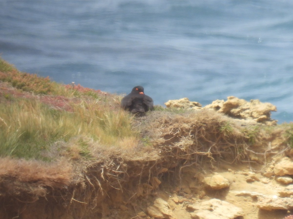 オーストラリアクロミヤコドリ - ML646891080