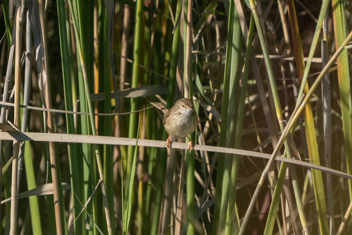 yndeprinia - ML646891081
