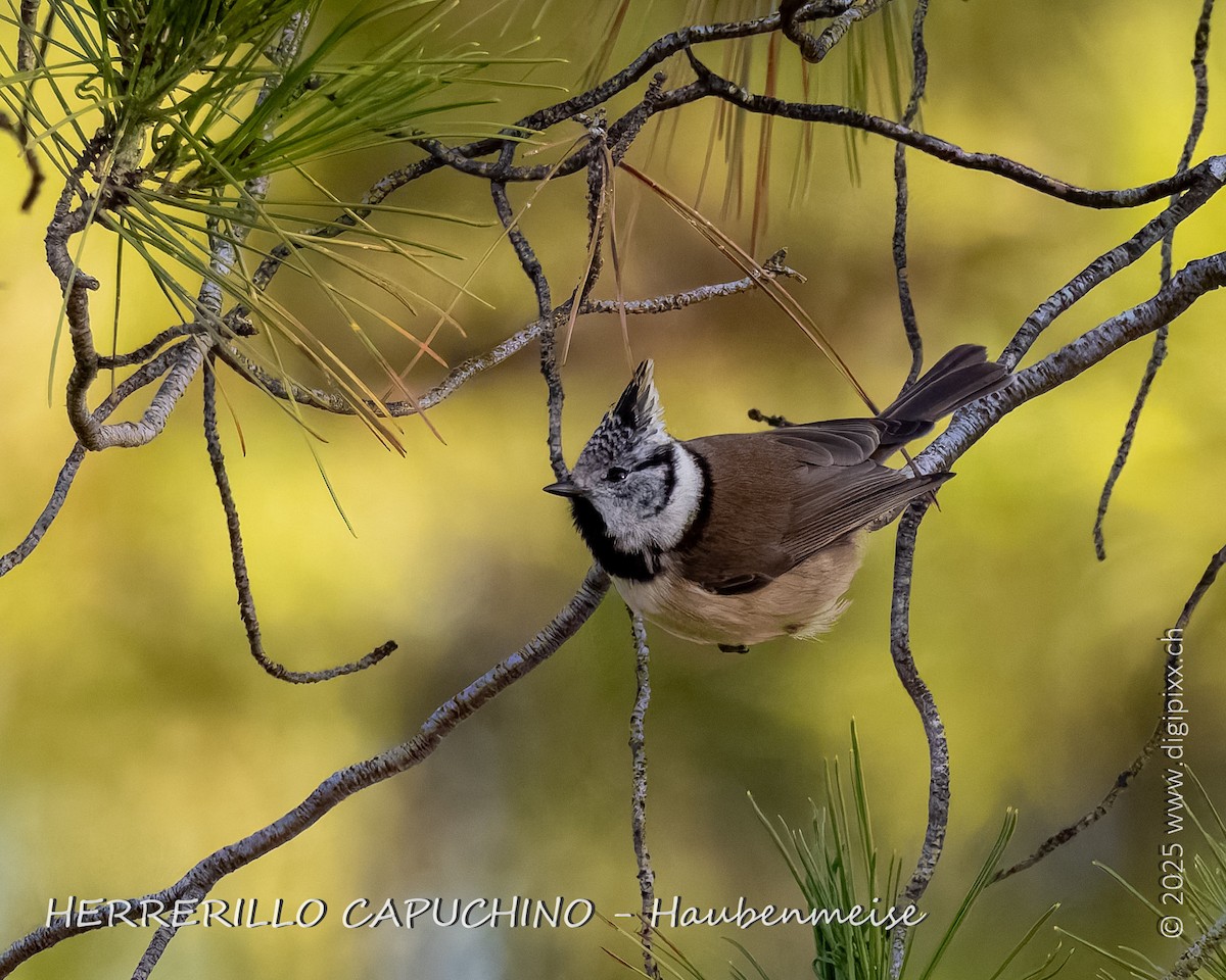 sýkora parukářka - ML646891082