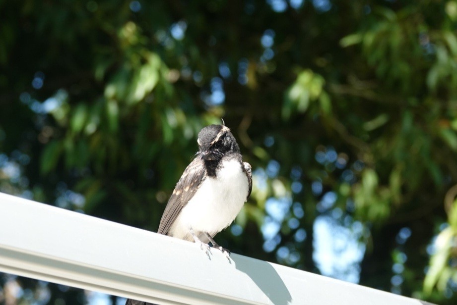 Abanico Lavandera - ML646891084