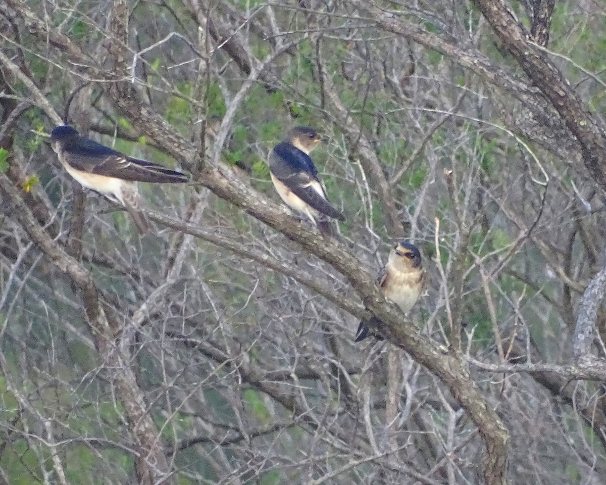 Tree Martin - ML646891086