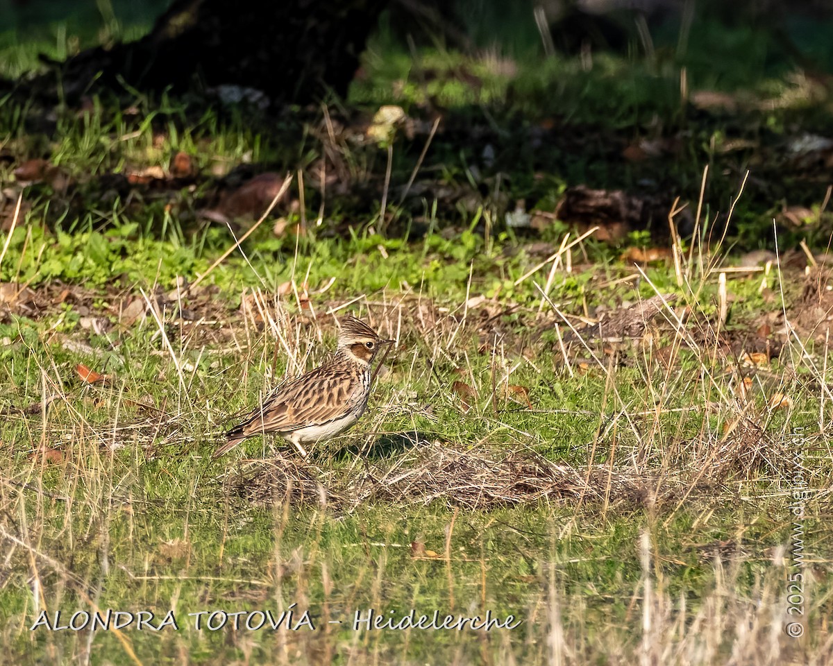 skřivan lesní - ML646891087