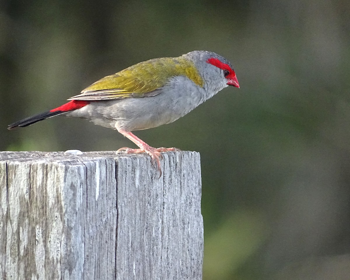 フヨウチョウ - ML646891089