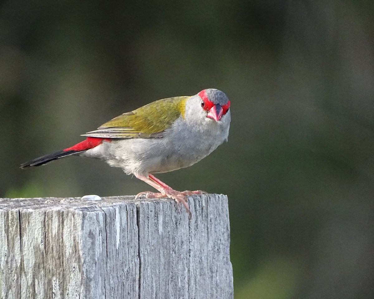 フヨウチョウ - ML646891090