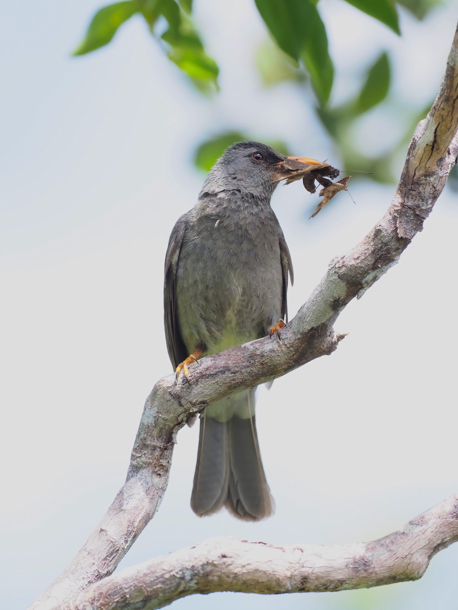 Mauritius Bulbul - ML646891092