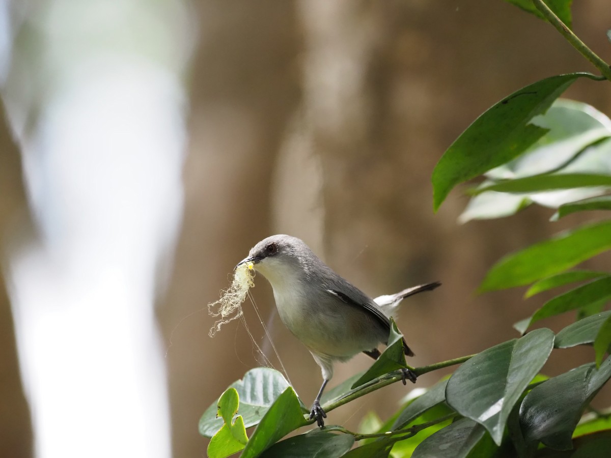 Mauritius Gray White-eye - ML646891106