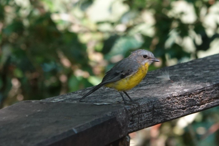 Petroica Amarilla - ML646891107