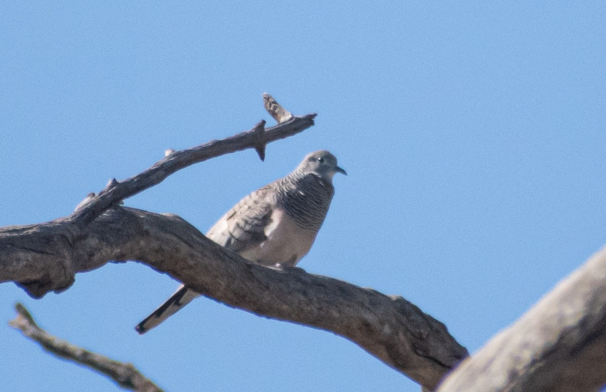 Uysal Kumru - ML646891108