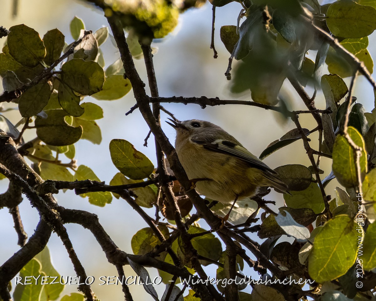 králíček obecný - ML646891109