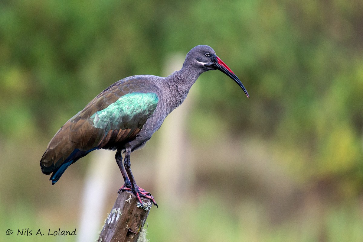 Hadada Ibis - ML646891110