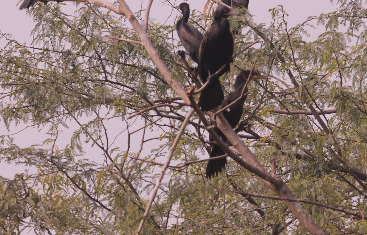 Индийский баклан - ML646891111