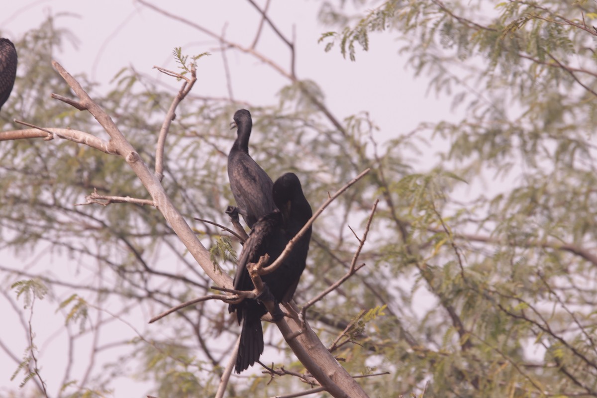 Индийский баклан - ML646891112