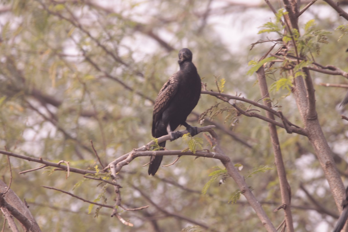 Индийский баклан - ML646891113