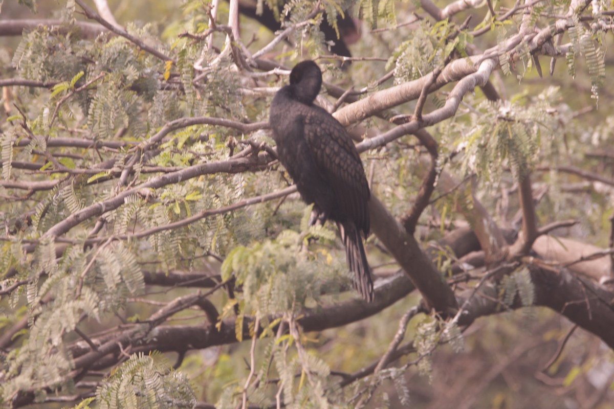 Индийский баклан - ML646891114