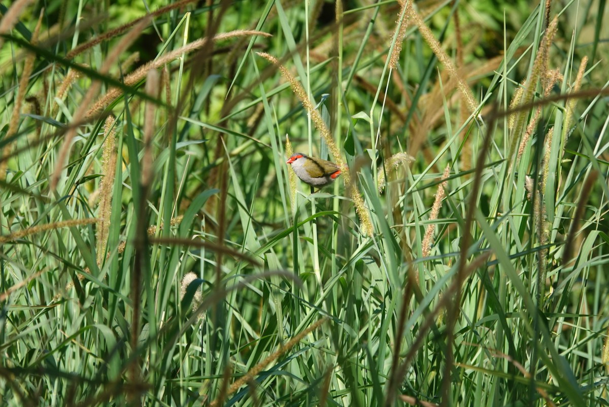 Diamante Cejirrojo - ML646891115