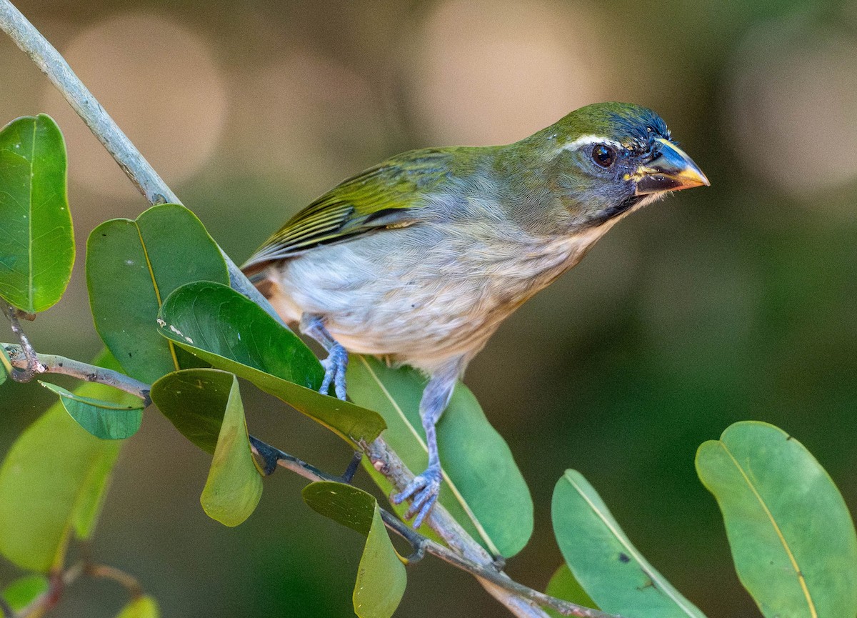 Antillensaltator - ML646891117