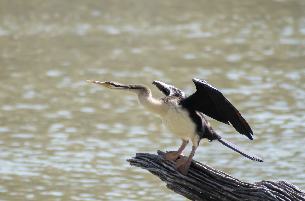 Avustralya Yılanboyunu - ML646891119