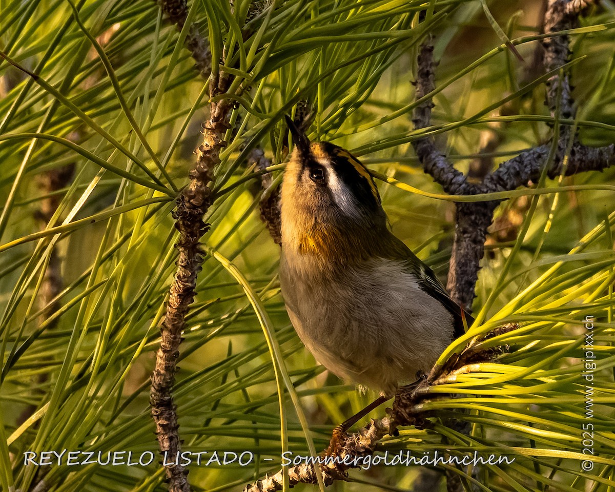 Красноголовый королёк - ML646891122