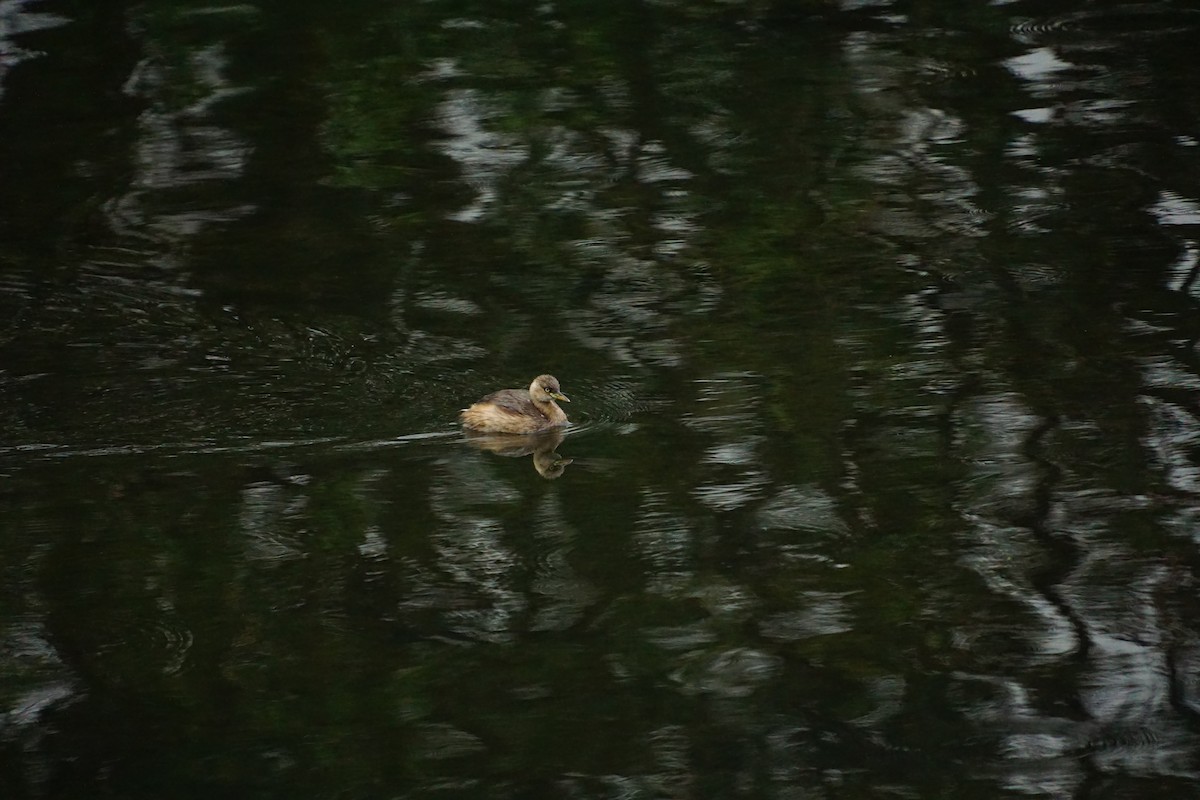 Little Grebe - ML646891123