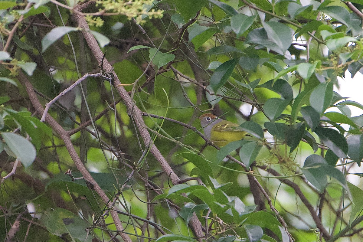 Chestnut-crowned Warbler - ML646891124