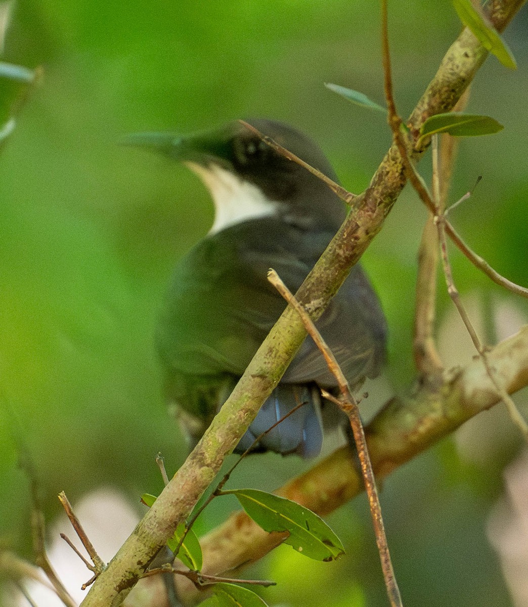 Martinique Thrasher - ML646891125