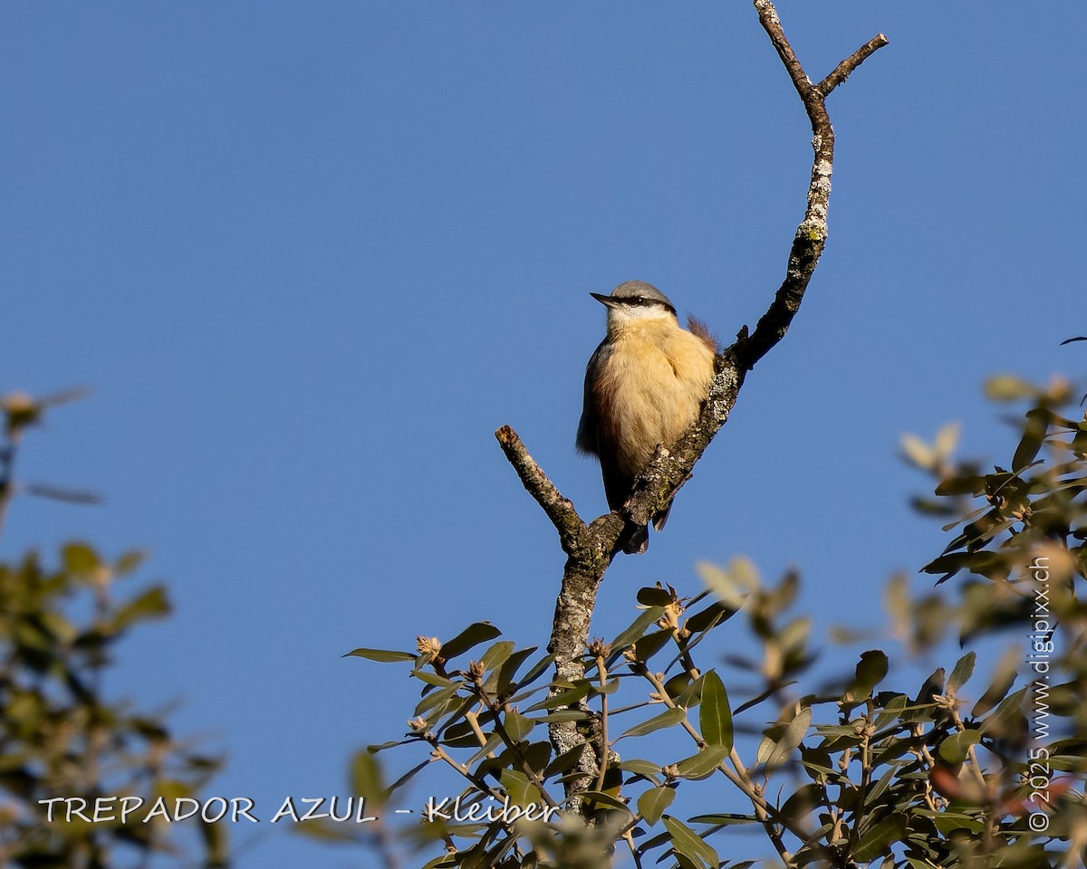 Garrapo eurasiarra - ML646891129