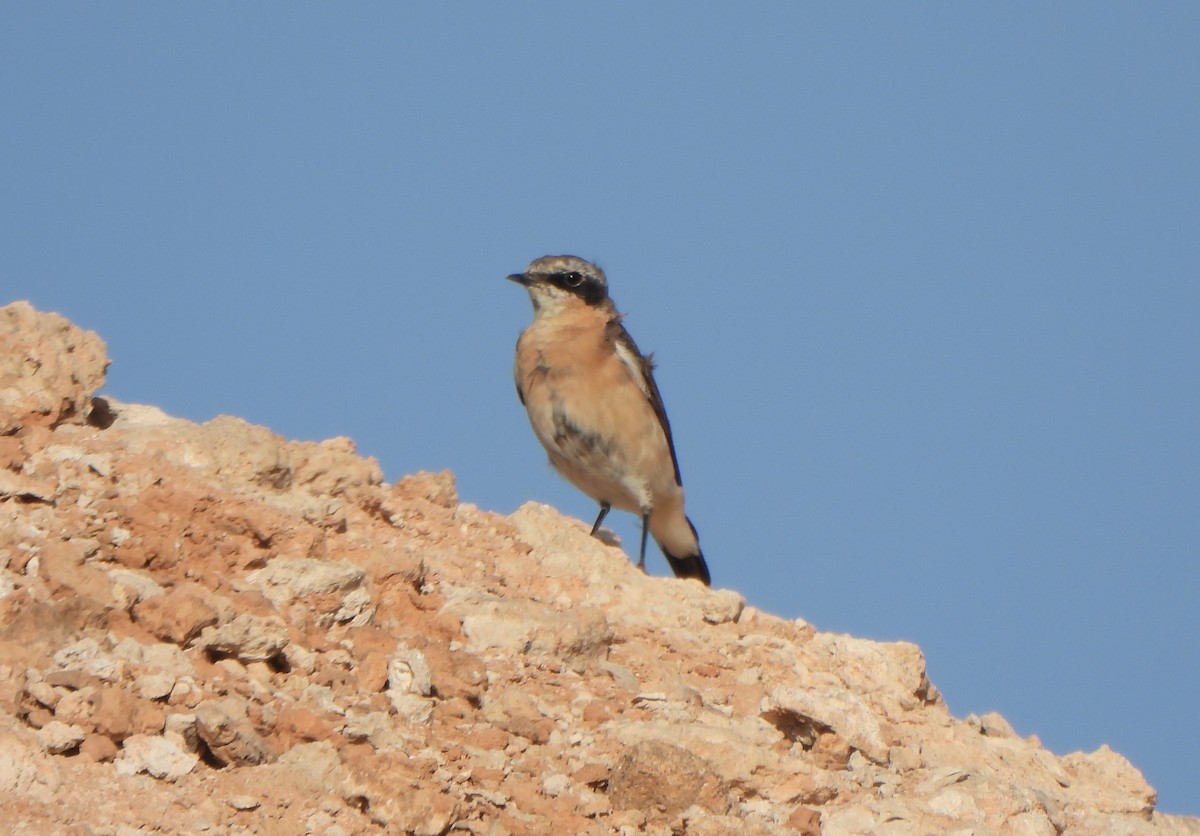 Обыкновенная каменка - ML646891132