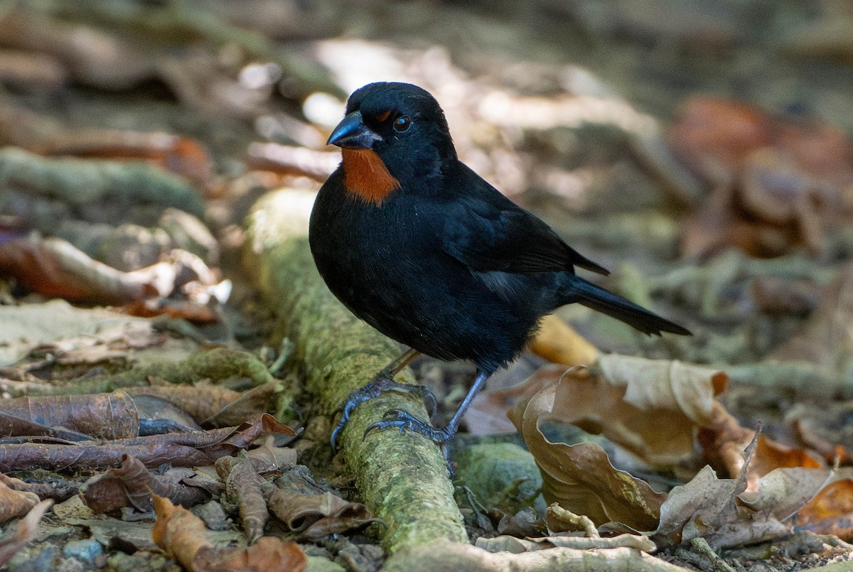 Rotkehl-Gimpeltangare - ML646891134