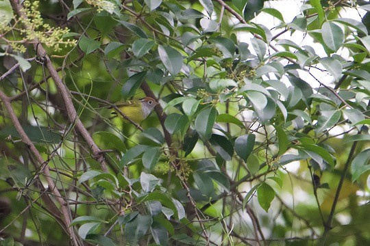 Chestnut-crowned Warbler - ML646891139