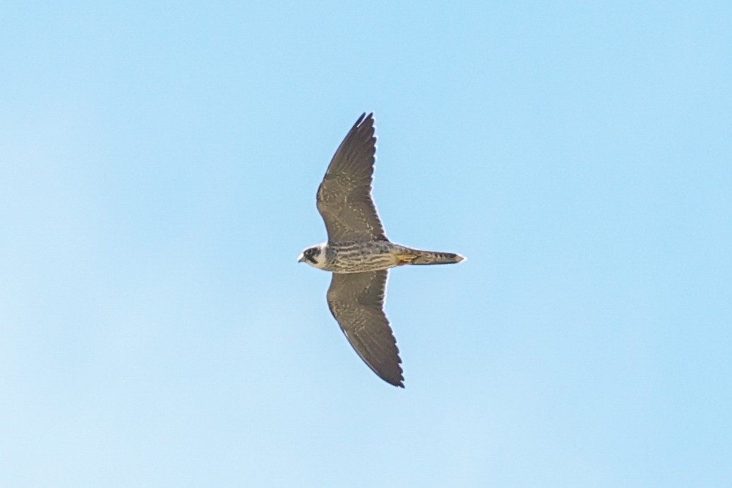 Sooty Falcon - ML646891140