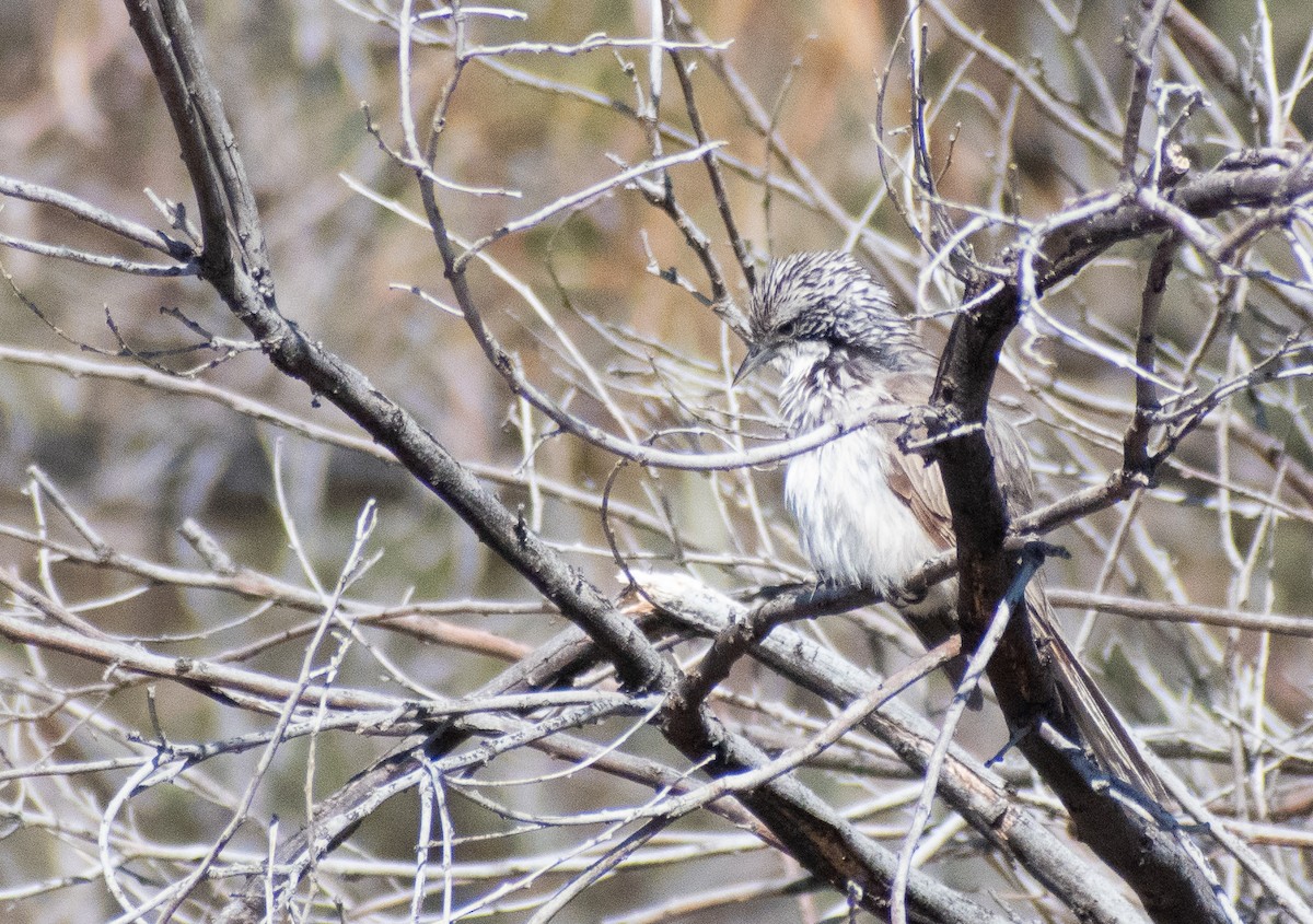 Tekir Balkuşu - ML646891142