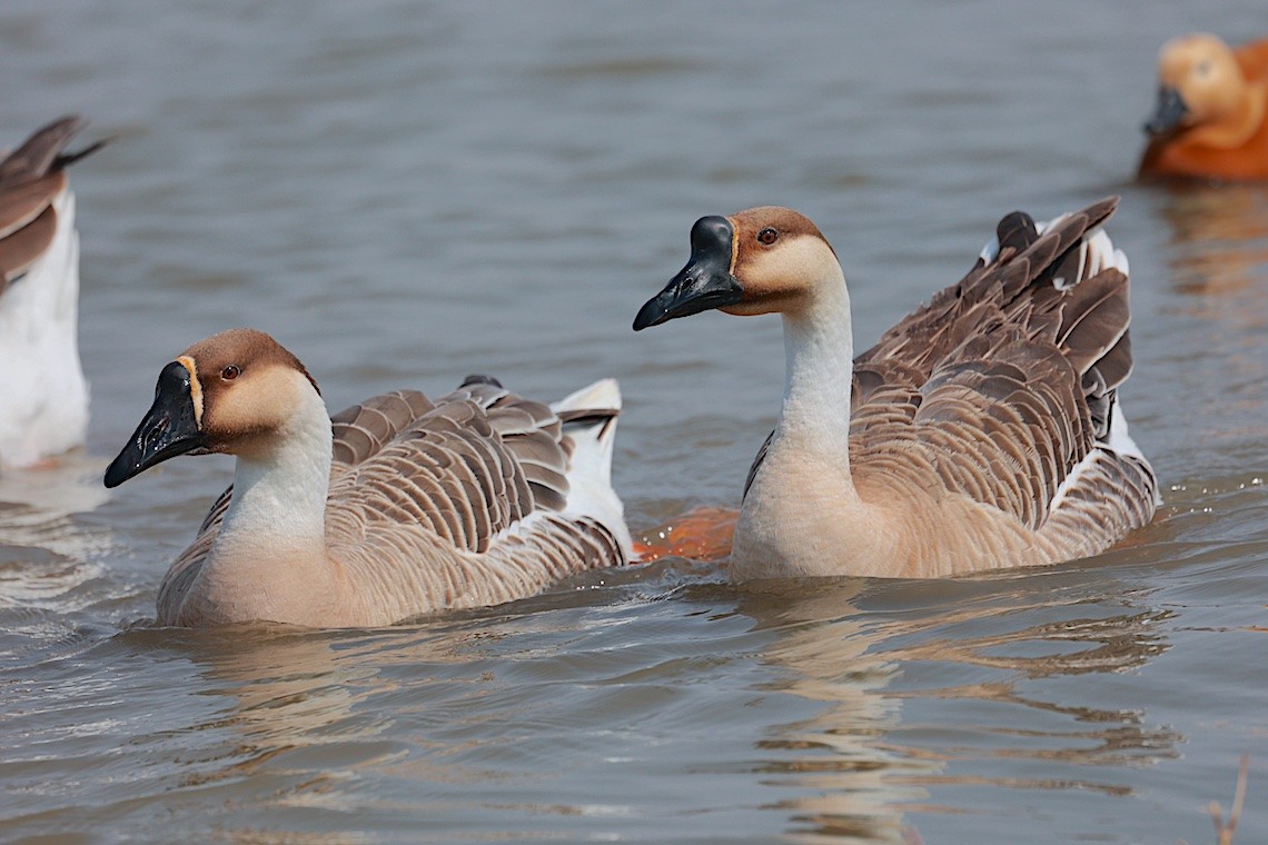 Ánsar Cisnal (variedad doméstica) - ML646891143