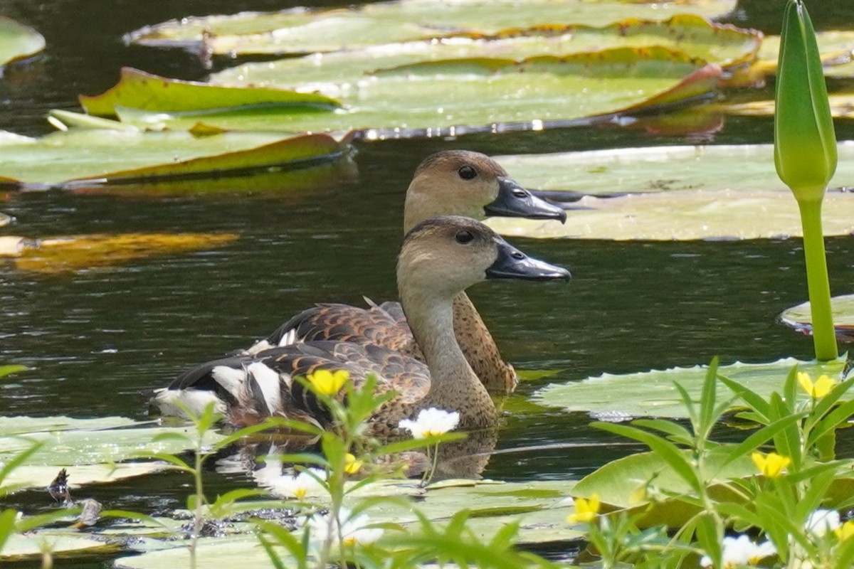 Suirirí Capirotado - ML646891146